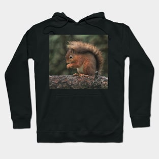 Squirrel shelter Hoodie